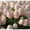 Гортензия метельчатая Мэджикал Свит Саммер