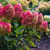 Гортензия метельчатая Колорфул Коктейль