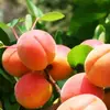 Абрикос Успех