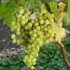 Виноград плодовый Краса Севера