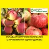 Яблоня с 2-мя прививками УСЛАДА + КОРИЧНОЕ ПОЛОСАТОЕ