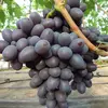 Виноград плодовый Подарок Несветая