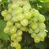 Виноград плодовый Гарольд