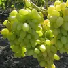 Виноград плодовый Аркадия