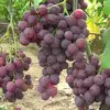 Виноград плодовый Али-Баба
