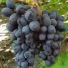 Виноград плодовый Мускат Изюмский