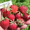 Земляника (Клубника) Шарлотта ремонтантная