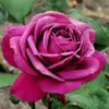 Роза чайно-гибридная Биг Пурпл