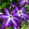 Клематис Веноза Виолацеа
