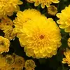 Хризантема корейская Помпон Еллоу