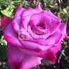 Роза чайно-гибридная Дип Перпл