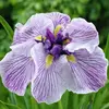 Ирис мечевидный Грейвудс Катрина