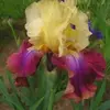 Ирис бородатый Саммер Фиеста