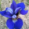 Ирис сибирский Blue Bird