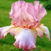 Ирис бородатый Пинк Хоризон