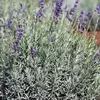 Лаванда узколистная Сильвер Эдж