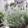 Лаванда узколистная Сильвер Мист