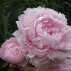 Пион молочноцветковый Пинк Дабл