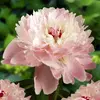 Пион молочноцветковый Алерти