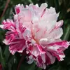 Пион молочноцветковый Кэнди Страйп