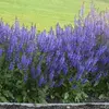Сальвия дубравная (Шалфей) Виола Клозе