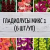 Гладиолусы микс 1