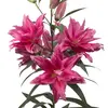 Лилия Елена розовидная восточная
