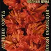 Гладиолус Волчья Луна