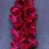 Гладиолус Возрождение
