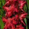 Гладиолус Арабика