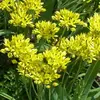Аллиум (Лук декоративный) мелкоцветковый Моли (Золотой)
