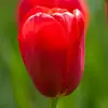 Тюльпан Скай Хай Скарлет