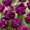 Тюльпан Пурпл Пиони