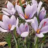 Крокус осенний Crocus Sativus.