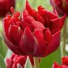 Тюльпан Red Princess.