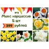 Микс №3 Нарциссы