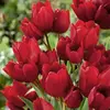 Тюльпан многоцветковый Red georgette.