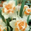 Нарцисс махровый Реплит