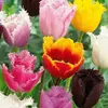 Тюльпан Бахромчатые Mix.
