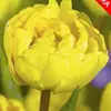 Тюльпан Yellow Pompenette.