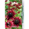 Семена Рудбекия Черри Бренди (а/ф Биотехника)