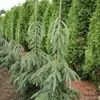 Ель сизая (канадская) Пендула