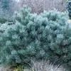 Сосна обыкновенная Чантри Блю