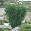 Можжевельник китайский Блаув