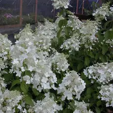 Гортензия метельчатая Брюссель Лейс