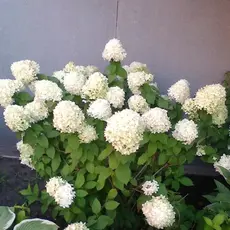 Гортензия метельчатая Бомбшелл