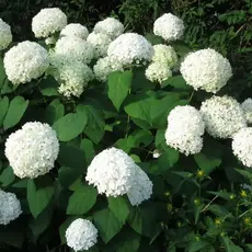 Гортензия древовидная Аннабель