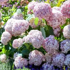 Гортензия древовидная Кандибель Маршмеллоу