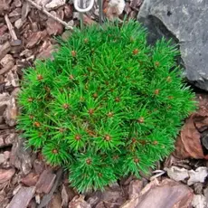 Сосна горная Лимерик