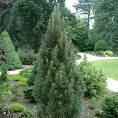 Сосна черная Комет